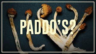 Magic mushrooms - do's and don'ts | Drugslab