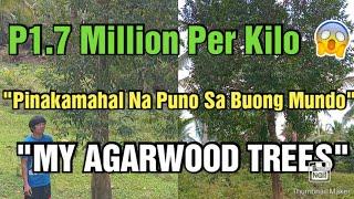 P1.7M Per Kilo Ang Punong Eto (My Agarwood Trees)