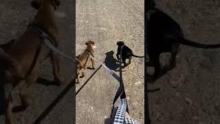 12 week German Pinscher pups learning “hike”