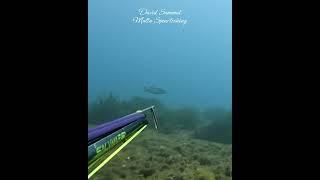 Just in Time #fishing #pescasub #seafood #spearfishing #fish #pesca #ocean  #viralshort  #shorts