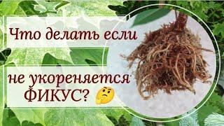 Разможаем фикус Амстел Кинг воздушными отводками!