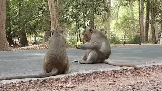 Monkey life in angkor park