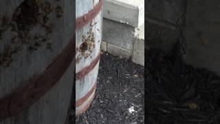 Honeybee Swarm Pickup