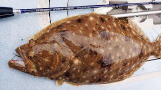 Non-Stop Summer Flounder (Fluke) Fishing - Best Bite in Years Continues!