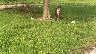 You deserve better, Beans - Stray Rescue of St.Louis