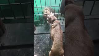 #doglovers #divagarden #rassu#dogshort #lovesong #lovestory #youtubeshorts #shortsfeed