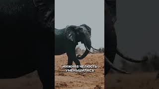  Как у слонов появились хоботы
