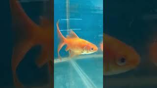 Common Goldfish || Common Goldfish in Aquarium || Planet N Nature #shorts @ThinFrog. @oathsm