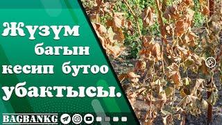 Жүзүм багын кесип бутоо убактысы жана жүзумдүн ортосунда аралыктары.