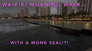 Morning Walk Around Waikiki...With A Hawaiian Monk Seal!?!