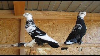 Узбекские голуби (сочи)! 2019 год .Uzbek pigeons (Sochi) 2019 . Часть 1.