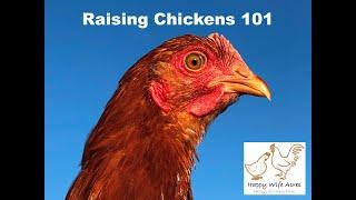 Raising Chickens 101