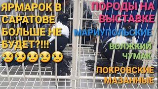  Ярмарок в Саратове больше не будет?!!!  Необычные породы голубей на выставке. Bird Market.