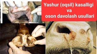 Yashur kasalligi va oson davolash usullari 1-qism / яшур касаллиги ва даволаш  #yashur #oqsil #яшур