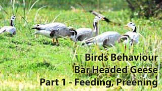 Bird Activities | Bar Headed Geese | Part 1