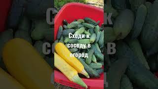урожай соседки