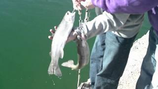 Chaparral Lake Fishing