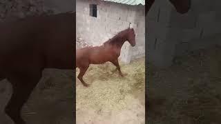 "Тепал" #shorts #horse #tajikistan  #buzkashi #uloq