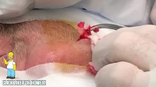 UPDATE - Homer's Cyst Removal, Dr. John Gilmore