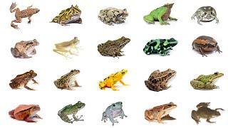 Types of Frogs | Learn Types of Frogs In English Language | Frog Species