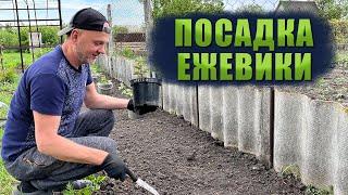 Правильная посадка ежевики