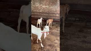 Welcome shahid goat farm Delhi