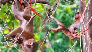 Oh!! Wow, Sariki, cute baby monkey, likes to play on the tree so much.