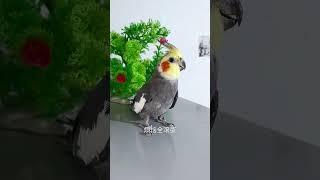 #夏季萌友季 #parrot #cuteparrot