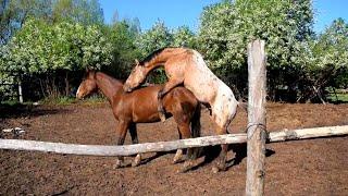 Horse mating.Animal mating