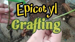 Grafting Mango / Step by step epicotyl grafting