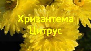 Хризантема корейская. Краткий обзор, описание характеристик chrysanthemum koreanum Цитрус