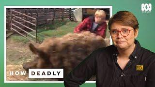 How Deadly Are Pigs? Viral Pig Moments Explained | Dr Ann Jones