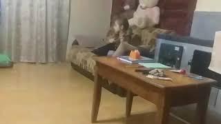 Балалайка. Маленькая фанатка Ариана. (Видео от родителей).