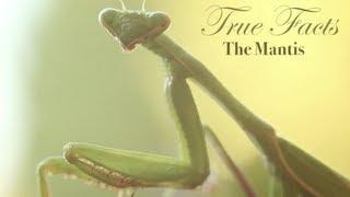 True Facts About The Mantis