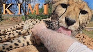 I walk Kimi The Cheetah In A Nature Reserve For Enrichment | She Finds Chocolate Antelope Droppings