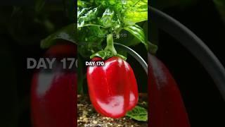 AMAZING Timelapse Of Bell Pepper - 170 Days in 50 Seconds