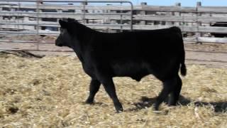 Fillmore Show Cattle Sept 2016 Sale Tag 717