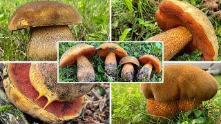 Netzstieliger Hexenröhrling Verwechslung & Speisewert | Suillellus luridus, Boletus luridus