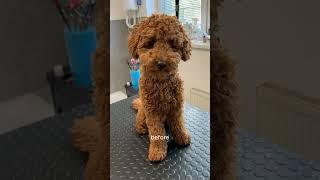 Teddy bear haircut on a poodle