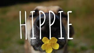 Hippie, una perra diferente con un mensaje importante | BIKECANINE