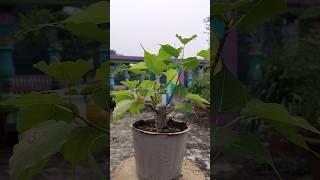 Ficus Rumphii New Mame Bonsai |