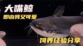 什么！饲养大嘴鲸，就是在虐待鱼？关于大嘴鲸大家关心的问题！