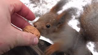 Начало дня. Покормил знакомых белок / The beginning of the day. I fed the squirrels I know