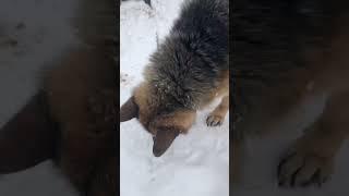 Реакция собаки на зефир #shorts #dog