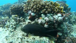 Fiji Shark dive ч15