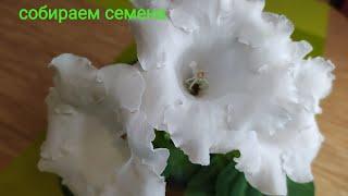 СЕМЕНА ГЛОКСИНИИ СОЗРЕЛИ ,ПОРА СРЕЗАТЬ