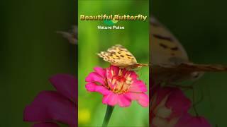 Butterflies as You've Never Seen Them Before (4K) 4k video