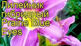 Лилейник гибридный Прейри Блу Айз. Краткий обзор, описание hemerocallis Prairie Blue Eyes