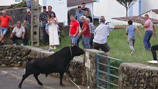 Tourada Beiras - Touros (ALF 39) - (JG 78,65) - (HF 368) - 20/7/2024 - Ilha Terceira - Açores