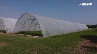 Serre a tunnel per l'agricoltura biologica